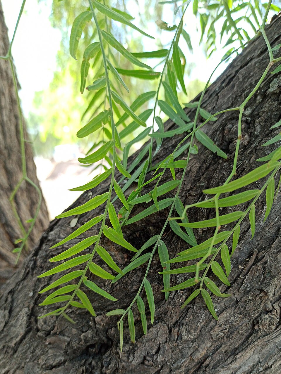 Schinus areira (Peppercorn Tree) (alternate view 8)