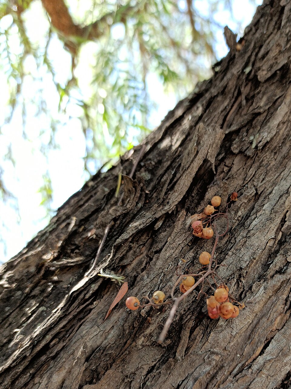 Schinus areira (Peppercorn Tree) (alternate view 9)