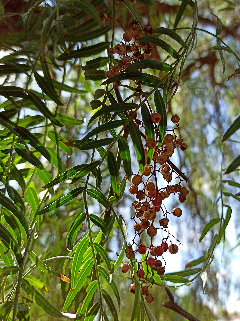 Schinus areira (Peppercorn Tree) (alternate view 10)