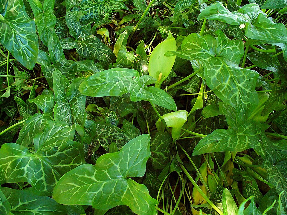 Arum italicum (lords and ladies) (alternate view 6)