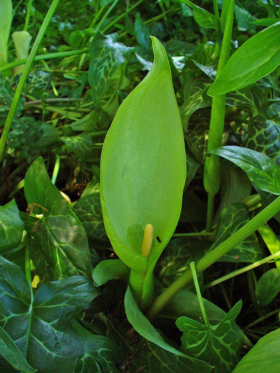 Arum italicum (lords and ladies) (alternate view 7)