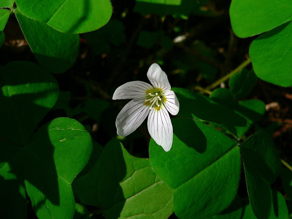 Oxalis oregana (redwood sorrel) (alternate view 9)