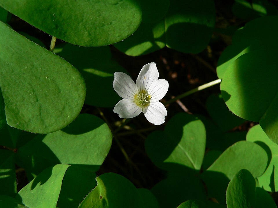Oxalis oregana (redwood sorrel) (alternate view 10)
