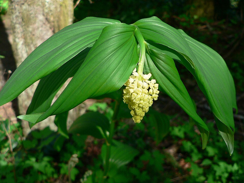 Maianthemum racemosum (false Solomon's Seal) (alternate view 5)