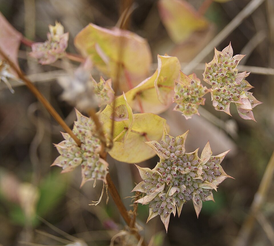 Bupleurum rotundifolium (alternate view 12)
