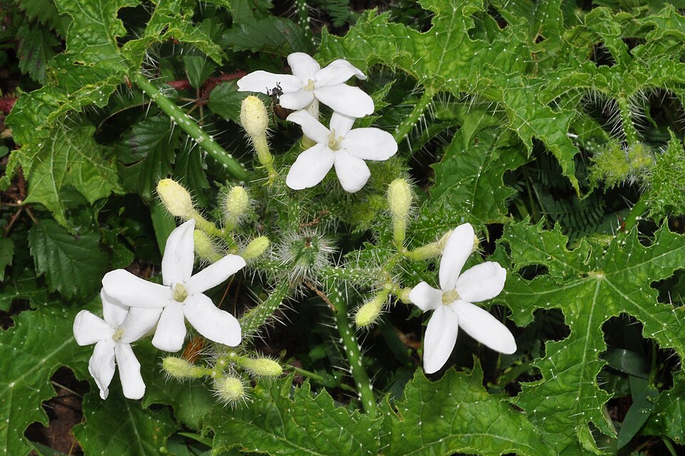 Cnidoscolus texanus (Texas Bull Nettle) (alternate view 8)