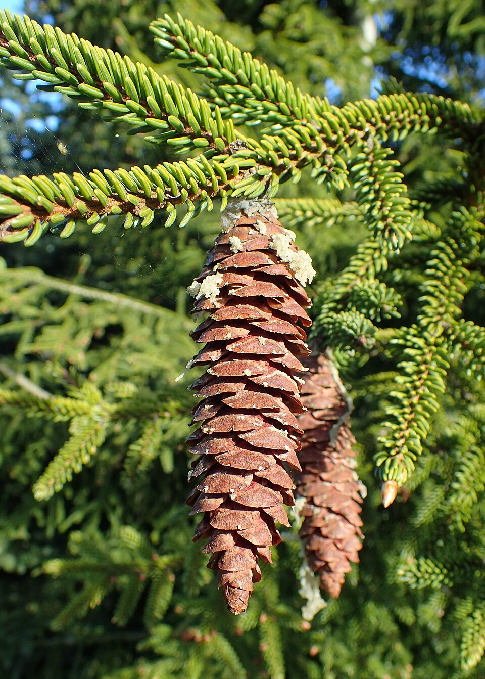 Picea orientalis 'Aurea' (Golden Oriental Spruce) (alternate view 4)