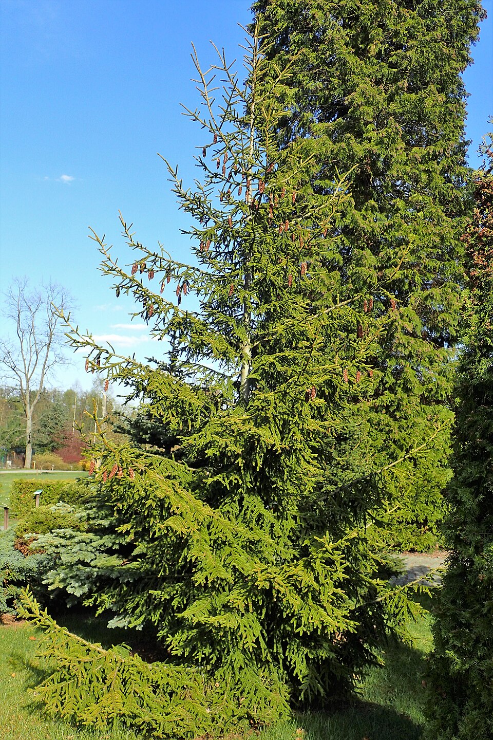 Picea orientalis 'Aurea' (Golden Oriental Spruce) (alternate view 5)
