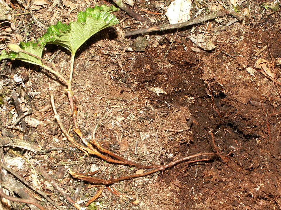 Rubus chamaemorus (cloudberry)