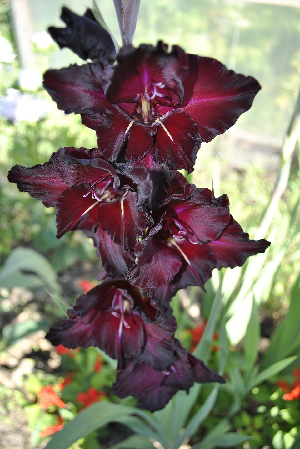 Gladiolus (Gladioli)