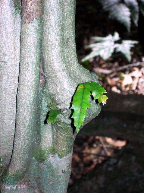 Malaisia scandens (Burnie Vine) (alternate view 6)