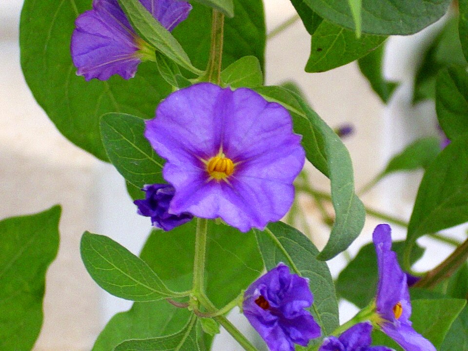 Solanum laciniatum (kangaroo-apple) (alternate view 3)