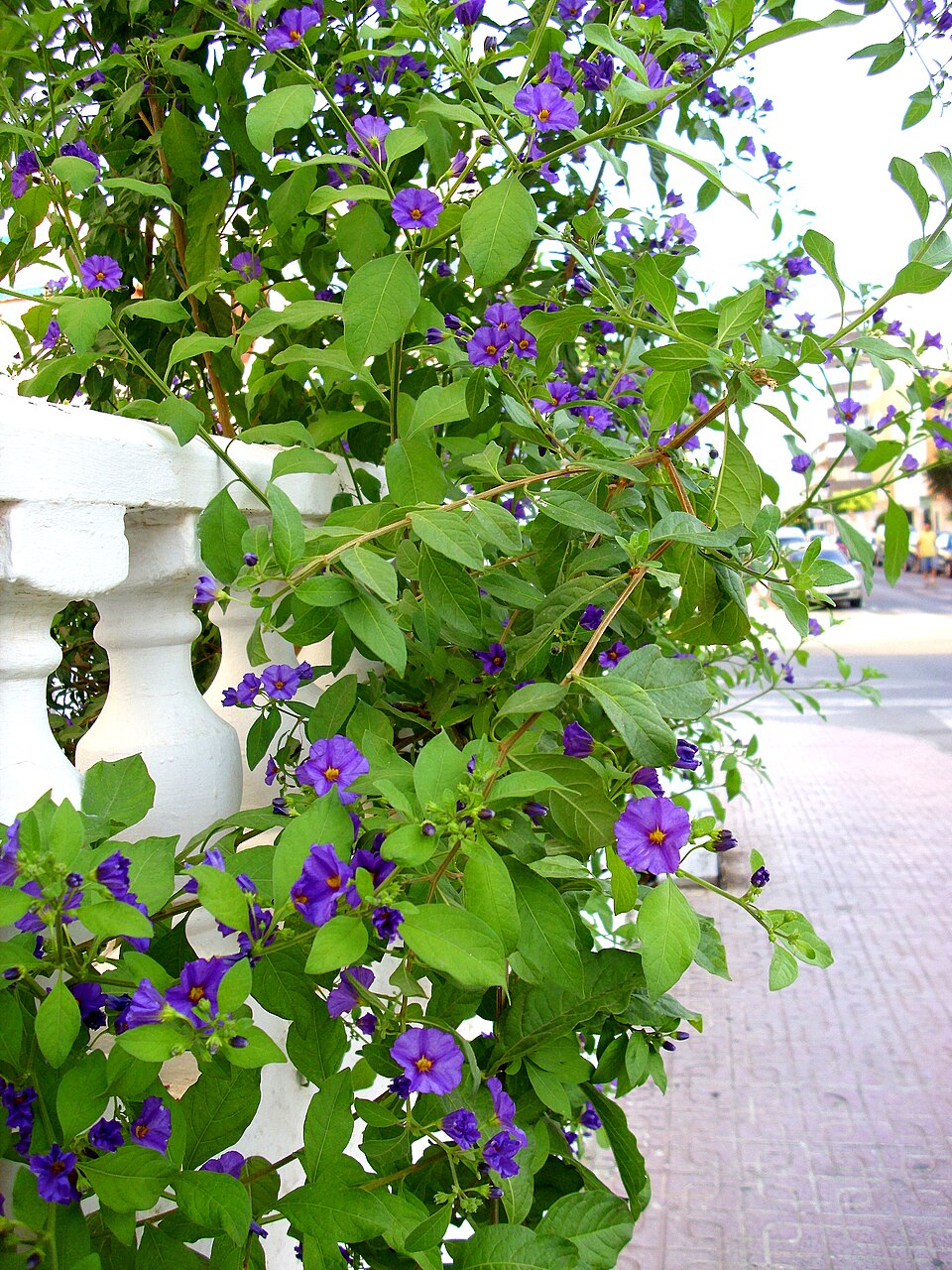 Solanum laciniatum (kangaroo-apple) (alternate view 4)