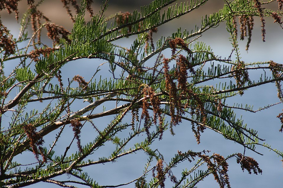 Taxodium ascendens (pondcypress) (alternate view 8)