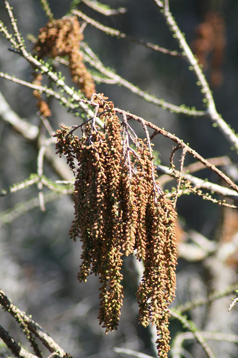 Taxodium ascendens (pondcypress) (alternate view 9)