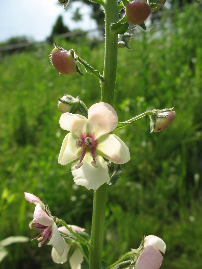 Verbascum blattaria (moth mullein) (alternate view 6)