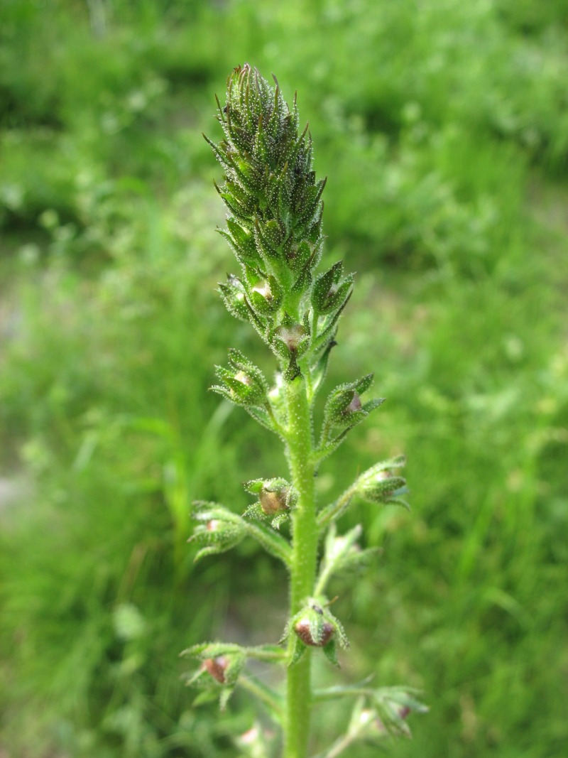 Verbascum blattaria (moth mullein) (alternate view 7)