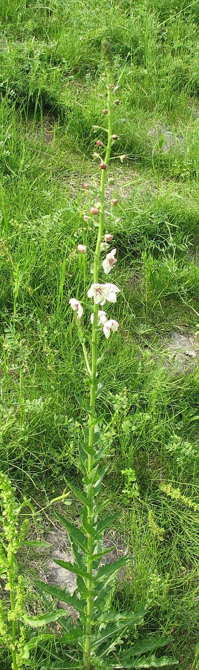Verbascum blattaria (moth mullein) (alternate view 8)