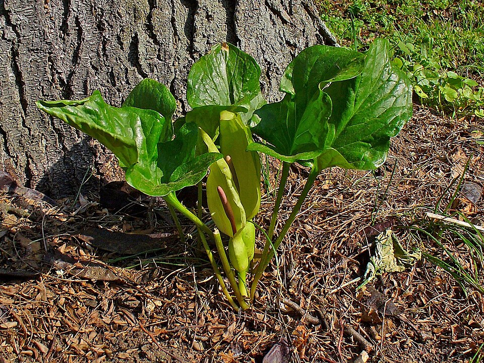 Arum maculatum (Cuckoo-pint)