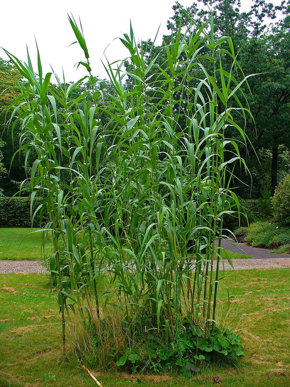 Arundo donax (giant reed)