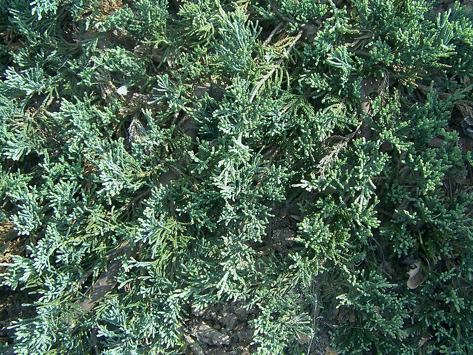 Juniperus horizontalis 'Wiltonii' (Blue Rug Juniper) (alternate view 2)