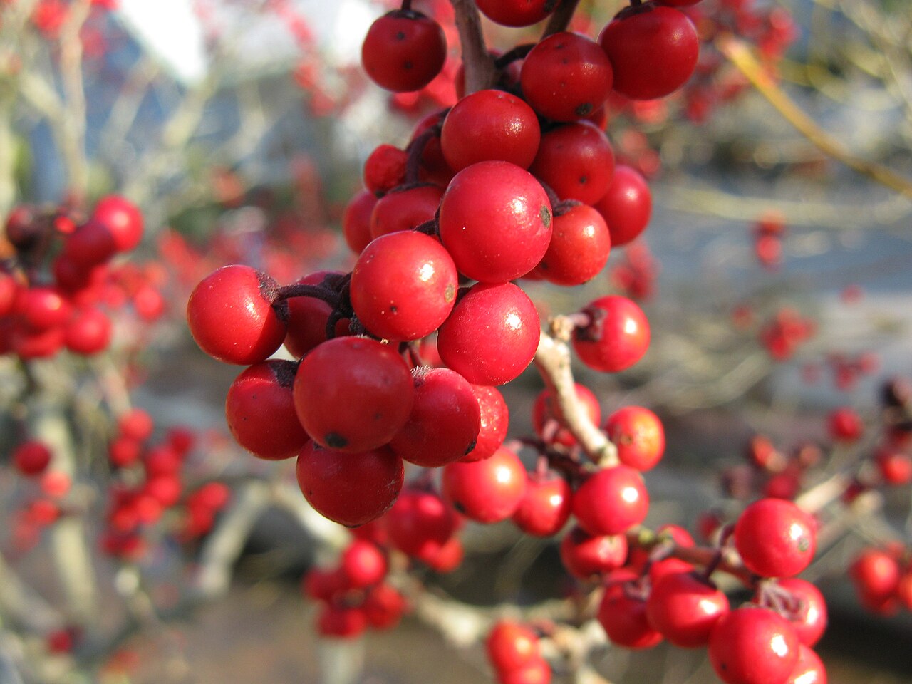 Ilex serrata, Japanese winterberry — spreading deciduous (Aquifoliaceae) (image 7 of 10)