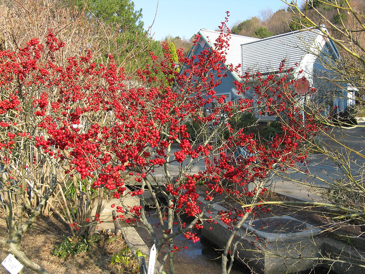 Ilex serrata, Japanese winterberry — spreading deciduous (Aquifoliaceae) (image 8 of 10)