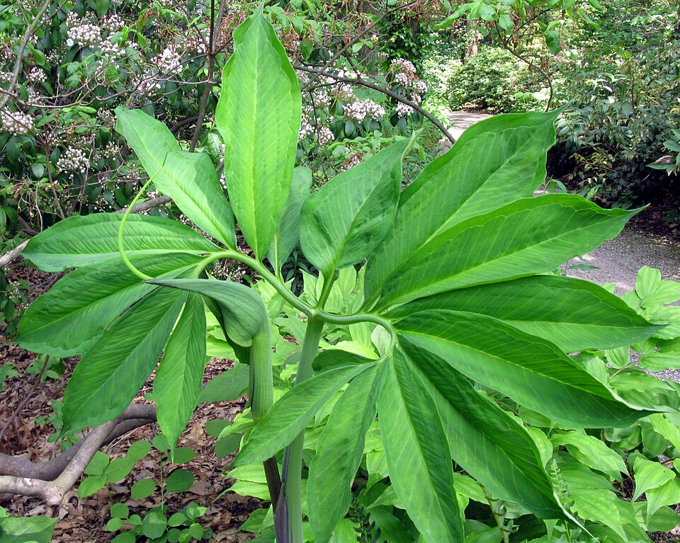 Arisaema dracontium (green dragon) (alternate view 6)