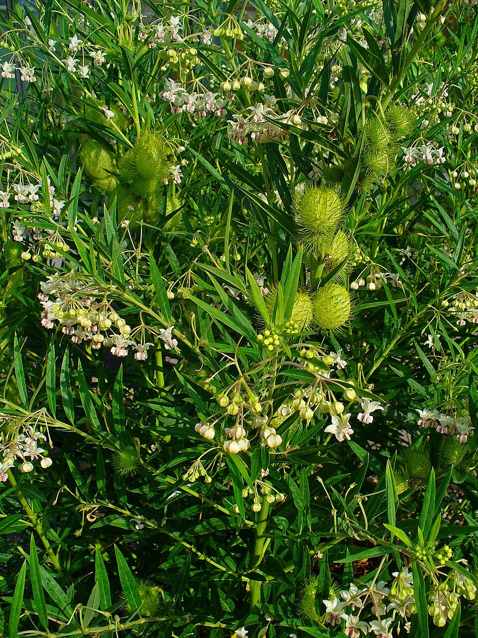 Gomphocarpus physocarpus (balloonplant) (alternate view 8)