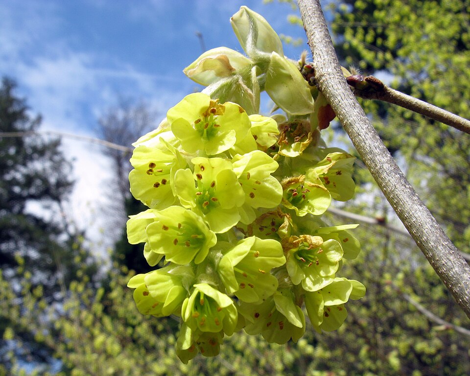 Corylopsis sinensis (Chinese Winter Hazel) (alternate view 8)