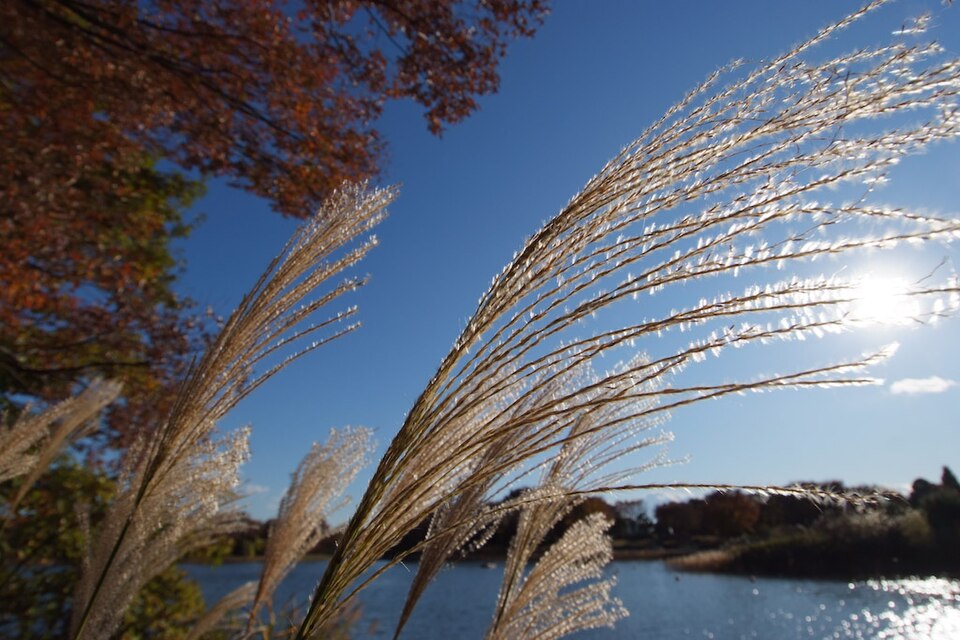 Miscanthus sinensis (Miscanthus)