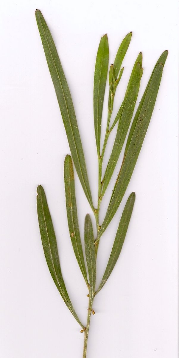 Acacia stricta (Hop wattle)