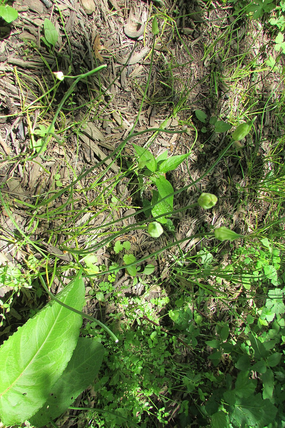 Anemone virginiana (tall thimbleweed) (alternate view 5)