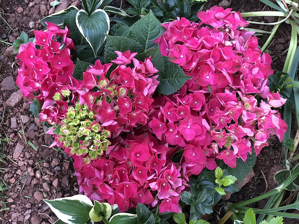 Hydrangea macrophylla 'Merritt's Supreme' (Merritt's Supreme Hydrangea)
