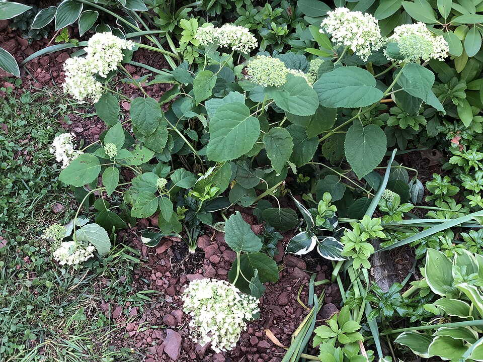 Hydrangea arborescens 'Abetwo' (Incrediball Hydrangea)