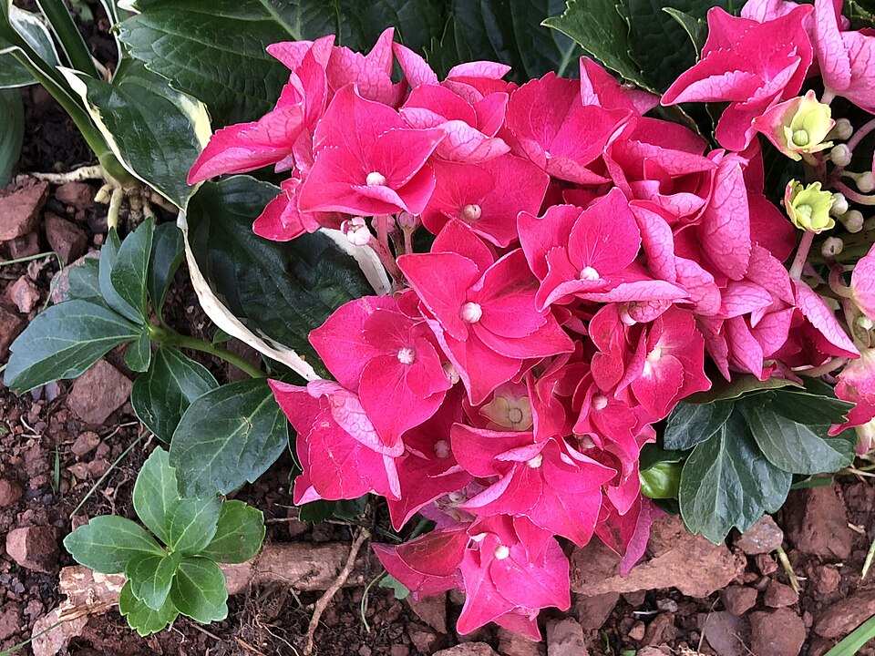 Hydrangea macrophylla 'Merritt's Supreme' (Merritt's Supreme Hydrangea) (alternate view 2)