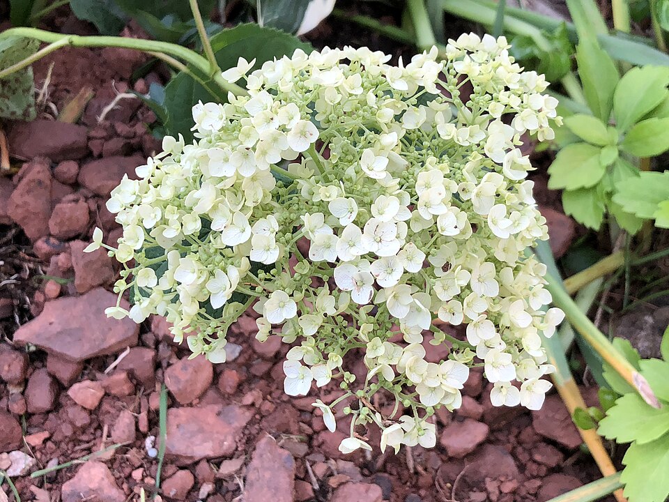 Hydrangea arborescens 'Abetwo' (Incrediball Hydrangea) (alternate view 2)