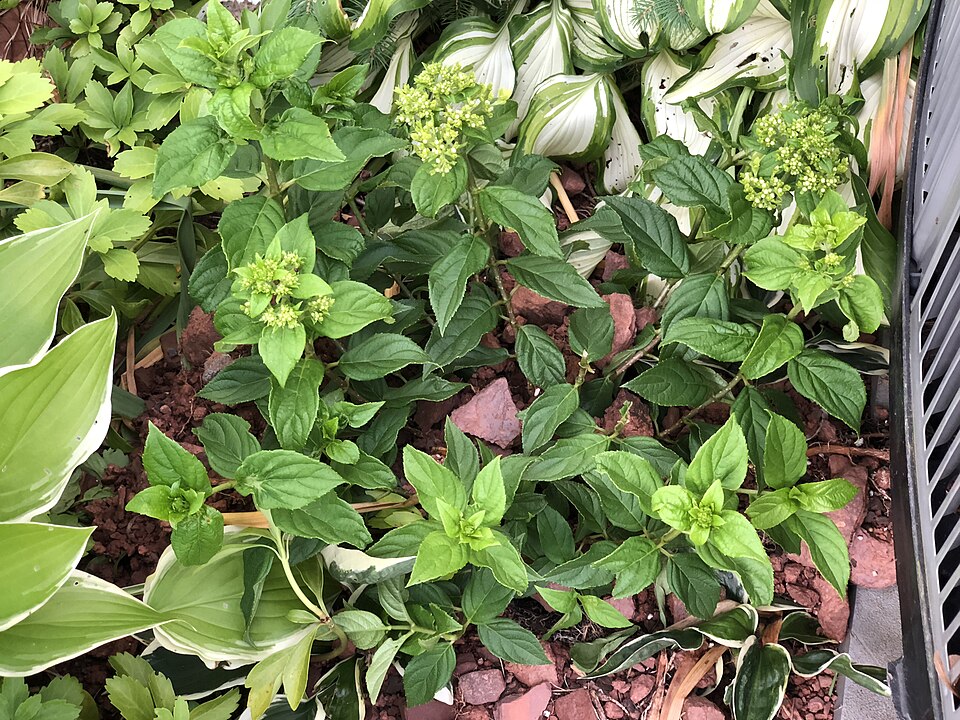 Hydrangea paniculata 'Jane' (Little Lime Hydrangea)