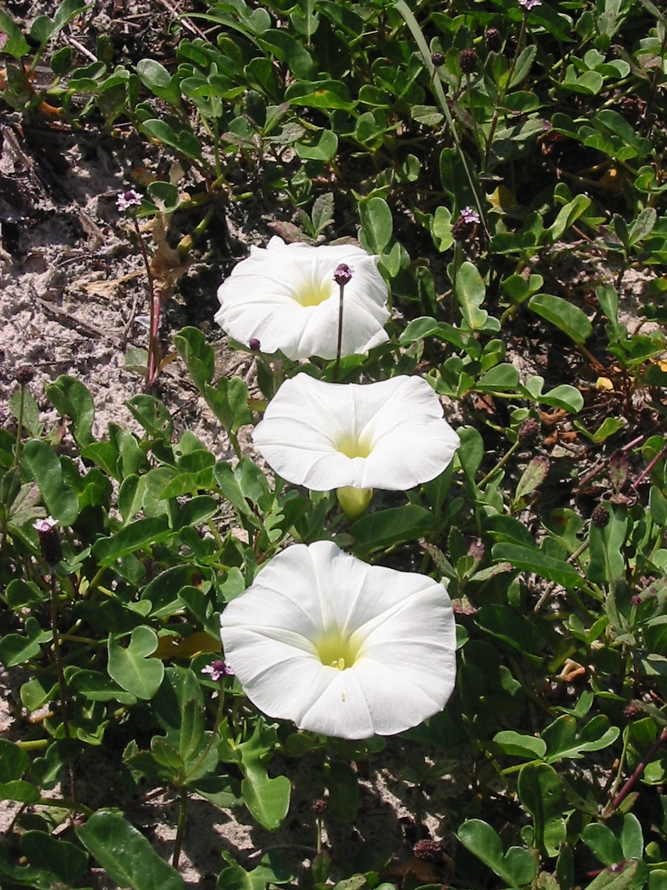 Ipomoea imperati (beach morning-glory) (alternate view 2)