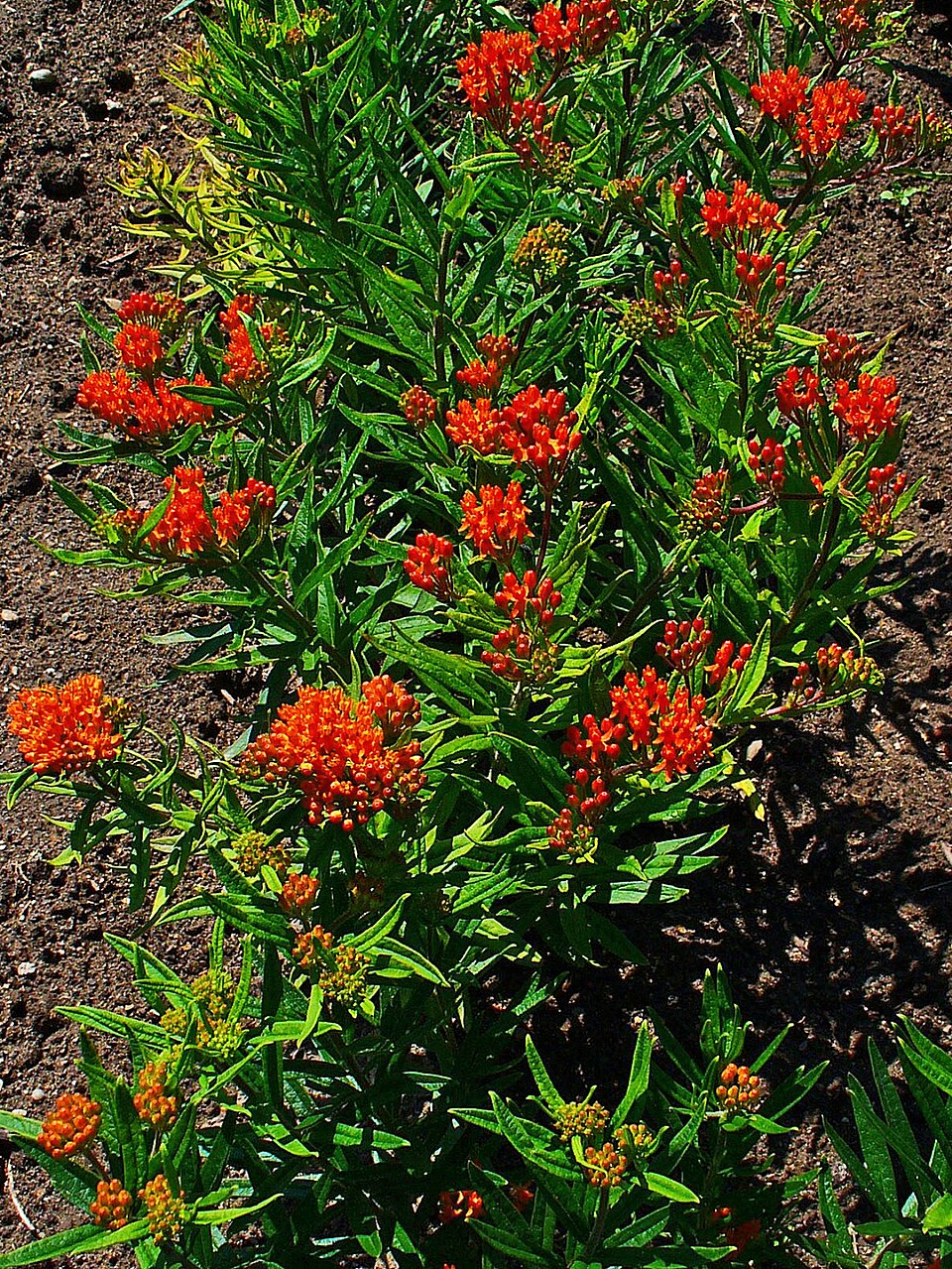 Asclepias tuberosa (Butterfly Weed) (alternate view 5)