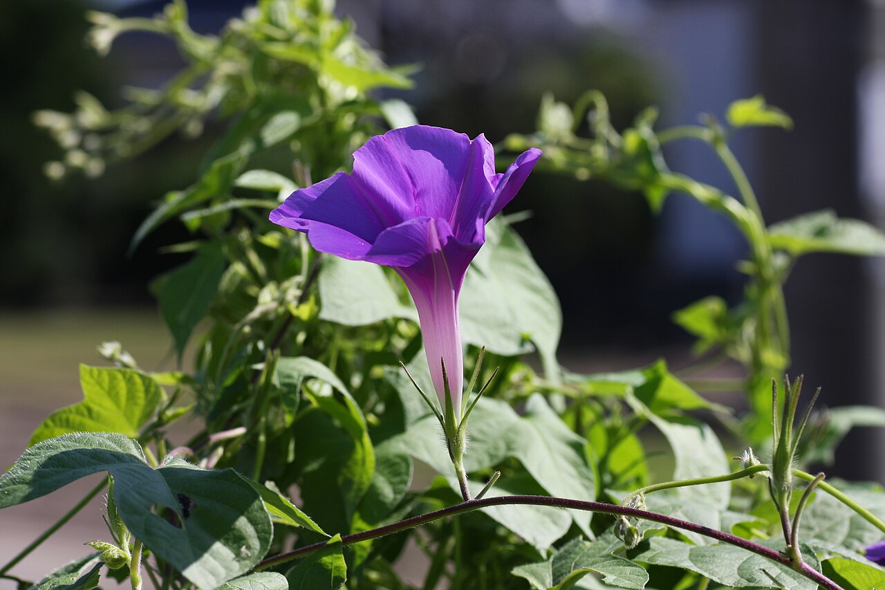 Ipomoea nil, Japanese morning glory — vining deciduous (Convolvulaceae) (image 5 of 10)