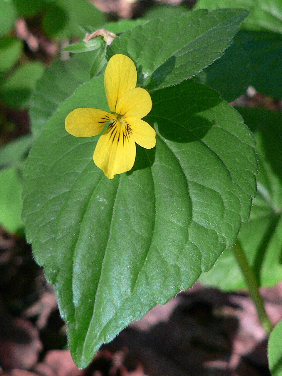 Viola glabella (Stream Violet) (alternate view 5)