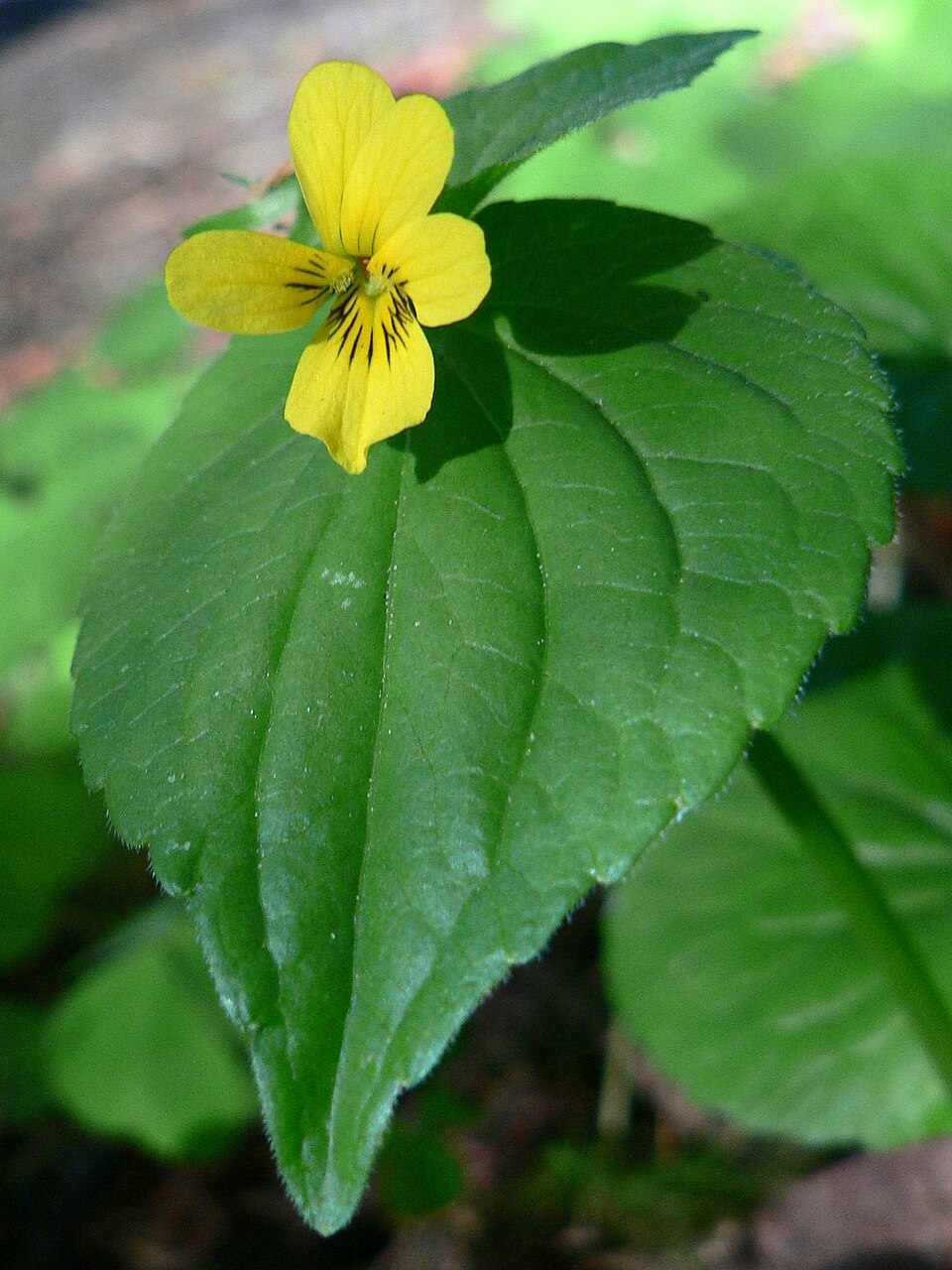 Viola glabella (Stream Violet) (alternate view 6)