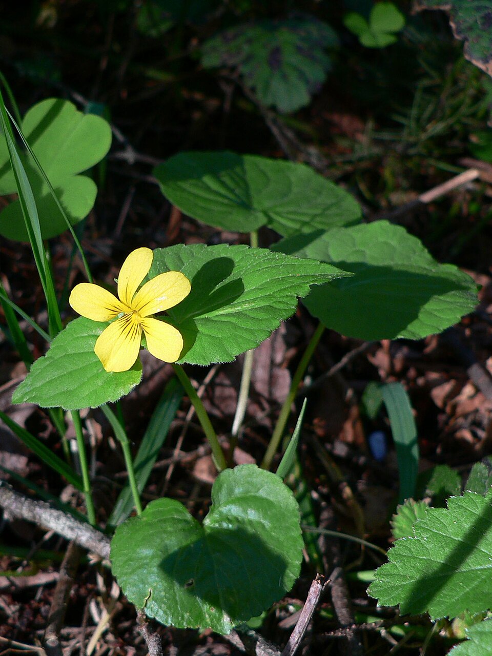 Viola glabella (Stream Violet) (alternate view 7)