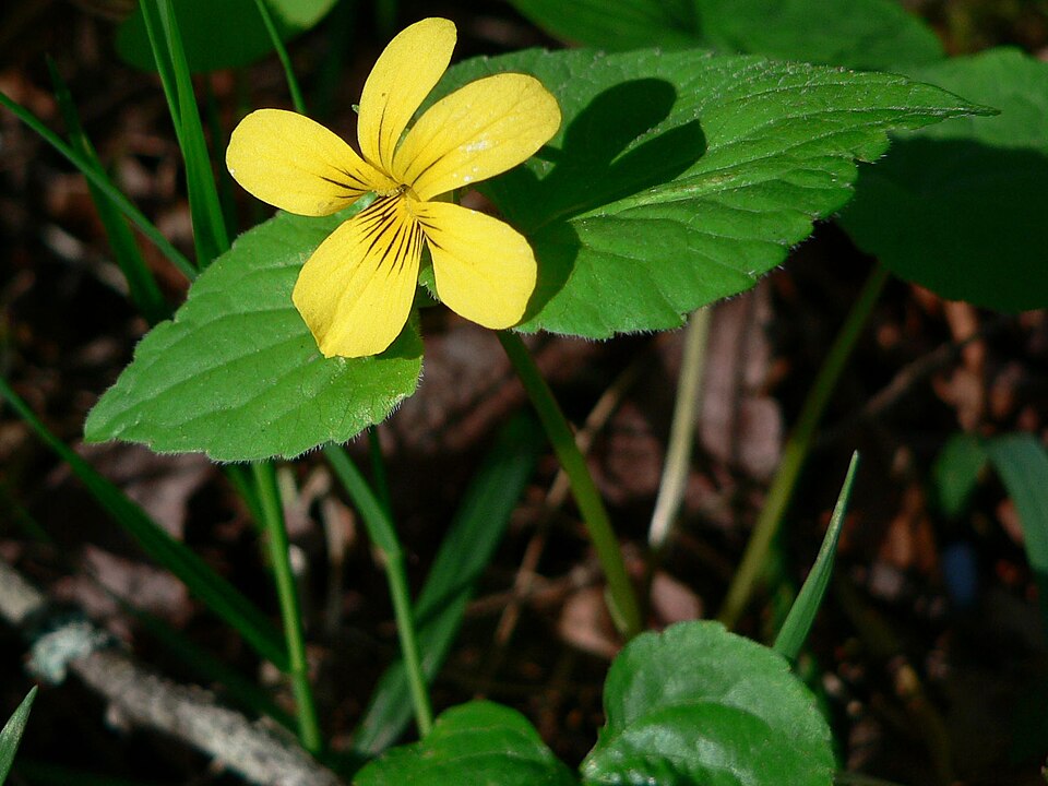 Viola glabella (Stream Violet) (alternate view 8)