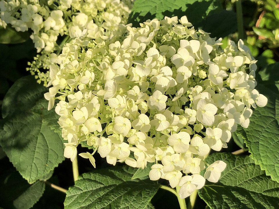 Hydrangea arborescens 'Abetwo' (Incrediball Hydrangea) (alternate view 3)