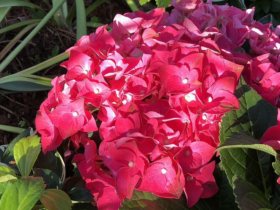 Hydrangea macrophylla 'Merritt's Supreme' (Merritt's Supreme Hydrangea) (alternate view 3)