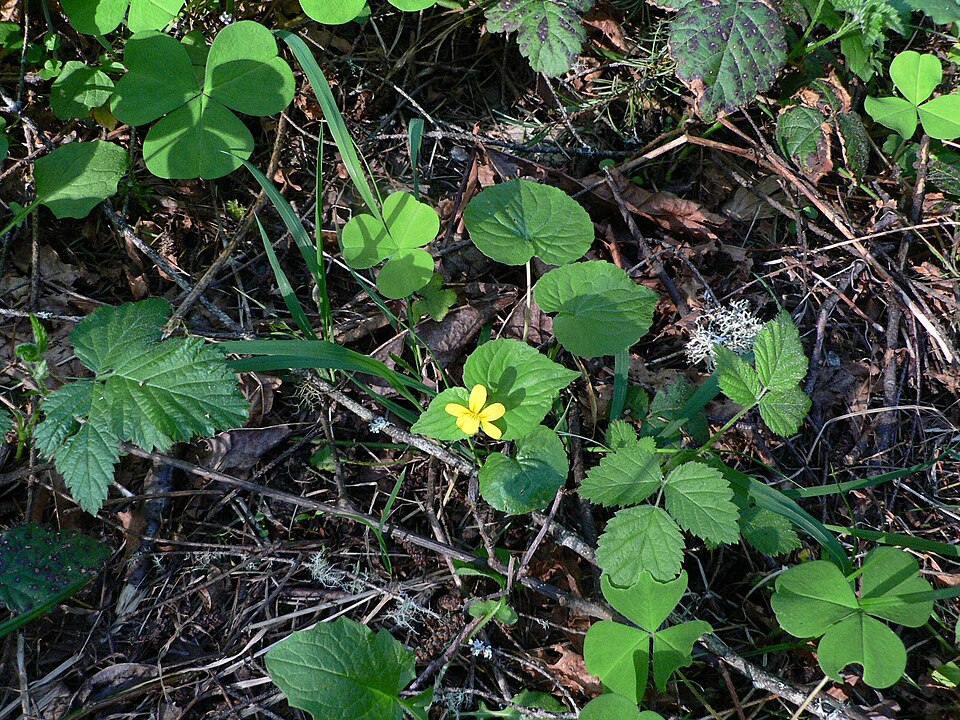 Viola glabella (Stream Violet) (alternate view 9)