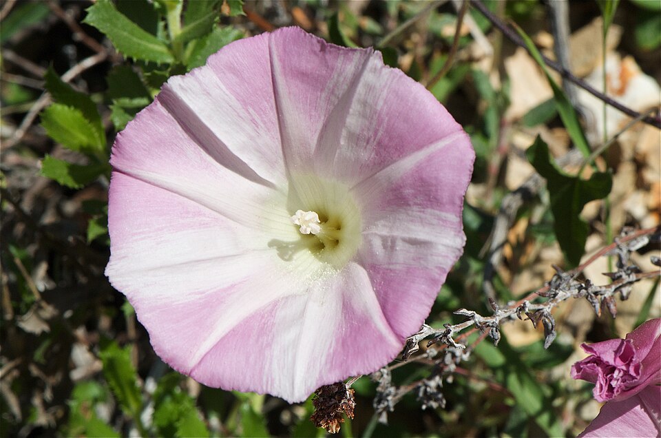 Calystegia macrostegia (coast morning glory) (alternate view 3)