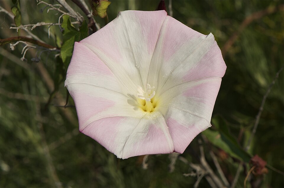 Calystegia macrostegia (coast morning glory) (alternate view 4)